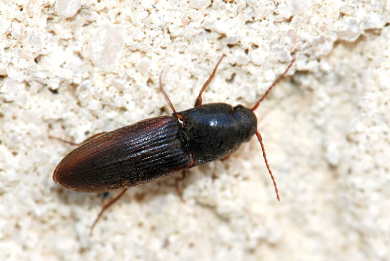 coleottero n3: Agriotes brevis
